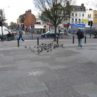 Feral Pigeon
